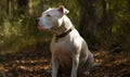 photo of Dogo Argentino in its natural habitat. Generative AI