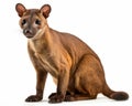 photo of fossa Cryptoprocta ferox isolated on white background. Generative AI