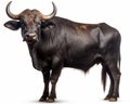 photo of gaur Bos gaurus isolated on white background. Generative AI Royalty Free Stock Photo