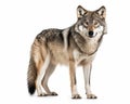 photo of gray wolf isolated on white background. Generative AI Royalty Free Stock Photo