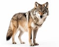 photo of gray wolf isolated on white background. Generative AI Royalty Free Stock Photo