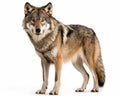 photo of gray wolf isolated on white background. Generative AI Royalty Free Stock Photo