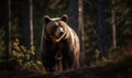 Photo of grizzly bear standing tall in a forest clearing. The bears thick fur and powerful muscles are highlighted showing