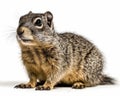 photo of ground squirrel isolated on white background. Generative AI