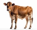 photo of Guernsey cow isolated on white background. Generative AI