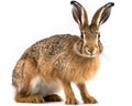 photo of Hare genus Lepus isolated on white background. Generative AI