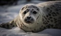 photo of harp seal in its natural habitat. Generative AI