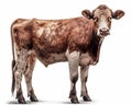 photo of heifer bovine isolated on white background. Generative AI