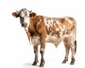 photo of heifer bovine isolated on white background. Generative AI Royalty Free Stock Photo