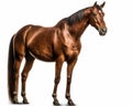 photo of horse isolated on white background. Generative AI