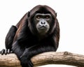 photo of howler monkey isolated on white background. Generative AI