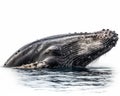 photo of humpback whale isolated on white background. Generative AI Royalty Free Stock Photo
