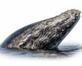 photo of humpback whale isolated on white background. Generative AI Royalty Free Stock Photo