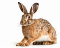 photo of jackrabbit isolated on white background. Generative AI