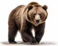 photo of Kodiak bear isolated on white background. Generative AI