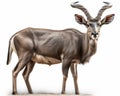 photo of kudu antelope isolated on white background. Generative AI