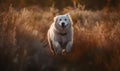 photo of kuvasz dog jumping happily in tall grass at sunset. Generative AI