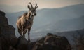 Photo of markhor Capra falconeri perched on a rocky outcrop overlooking a sprawling mountain range. images highlighs the markhors Royalty Free Stock Photo