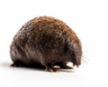 photo of mole isolated on white background. Generative AI