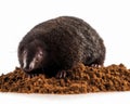 photo of mole isolated on white background. Generative AI