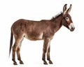 photo of mule isolated on white background. Generative AI