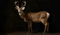 photo of musk deer on black background. Generative AI