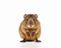 photo of muskrat rodent isolated on white background. Generative AI