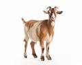 photo of Oberhasli goat isolated on white background. Generative AI