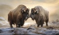 photo of two Musk oxen in its natural habitat. Generative AI