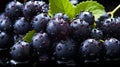 Pile of fresh blackcurrants healthy food and active lifestyle background wallpaper concept Royalty Free Stock Photo