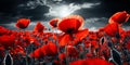 Remembrance Day Imagery Red Poppies in Field Selective Color with Dramatic Sky