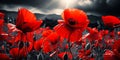 Remembrance Day Tribute Red Poppies in Field with Dark Clouds Selective Color Imagery