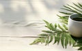 Serene Botanical Elegance Top View of Green Fern Plant in White Ceramic Vase Royalty Free Stock Photo