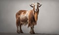 studio photo shot of Oberhasli goat on light background. Generative AI Royalty Free Stock Photo