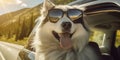 Summer Travel Buddy Funny Alaskan Malamute Dog with Sunglasses on Road Trip - Generative AI