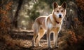 sunrise photo of Canaan dog standing on a forest path. Generative AI