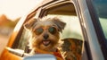 Travel with Furry Love Yorkshire Terrier Dog in Sunglasses and Leash on Summer Road Trip - Generative AI