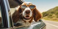 Traveling with Style Cute Basset Hound Dog with Sunglasses and Leash on Summer Road Trip - Generative AI Royalty Free Stock Photo