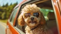 Traveling Together Poodle Dog in Shades and Leash Joins Summer Road Trip Excitement - Generative AI