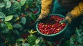 Generative AI From above of crop anonymous worker in gloves and with bucket picking ripe red berries while harvest