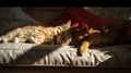 Generative AI Adorable cat and dog resting together on sofa indoors. Animal friendship business concept. Royalty Free Stock Photo