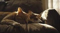 Generative AI Adorable cat and dog resting together on sofa indoors. Animal friendship business concept. Royalty Free Stock Photo