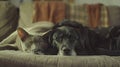 Generative AI Adorable cat and dog resting together on sofa indoors. Animal friendship business concept. Royalty Free Stock Photo