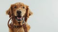 Generative AI Adorable Golden Retriever dog holding leash in mouth on white background business concept. Royalty Free Stock Photo