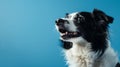 Generative AI adorable portrait of amazing healthy and happy adult black and white border collie in the photo stud