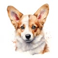 Dog_Corgi_Watercolor1_3