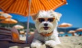 Adorable white fluffy dog lounging under an orange striped umbrella on a sandy beach, wearing sunglasses, epitomizing summer chill Royalty Free Stock Photo