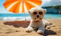 Adorable white fluffy dog lounging under an orange striped umbrella on a sandy beach, wearing sunglasses, epitomizing summer chill Royalty Free Stock Photo