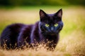 A beautiful black cat. Shadows and Whispers. The Enchanting Allure of the Black Cat. Generative AI Royalty Free Stock Photo
