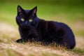 A beautiful black cat. Shadows and Whispers. The Enchanting Allure of the Black Cat. Generative AI Royalty Free Stock Photo